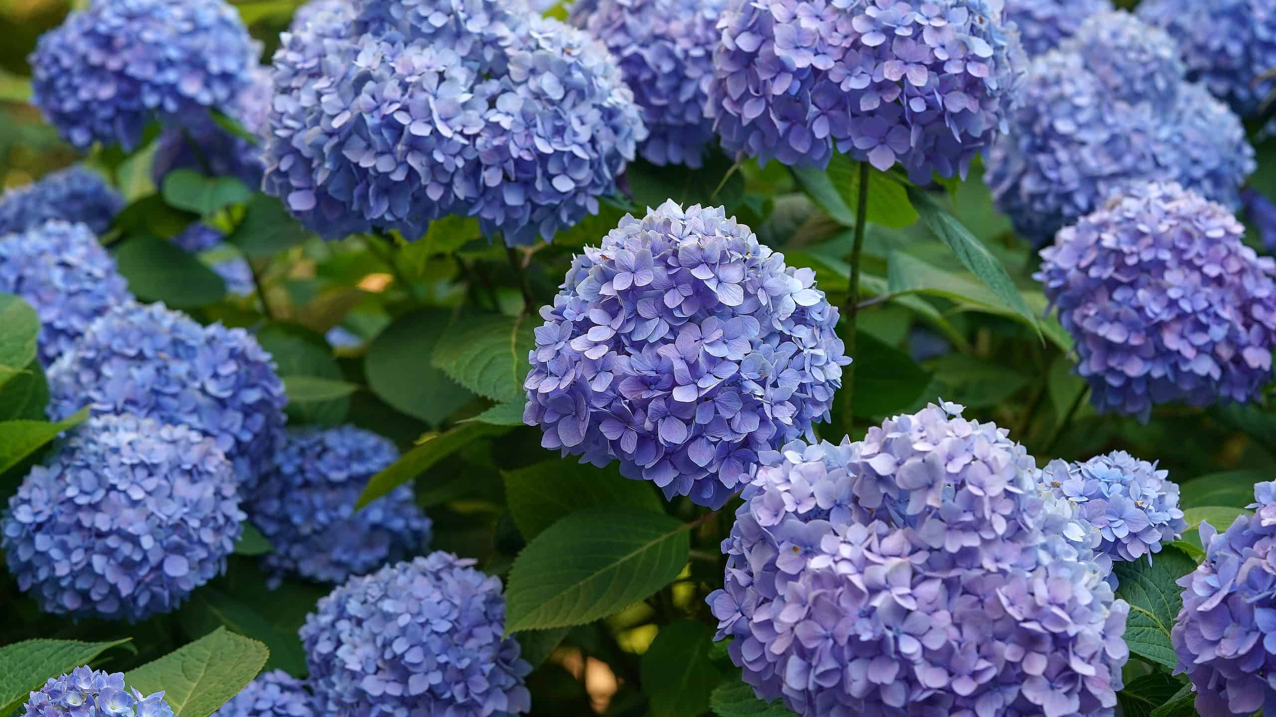 BloomStruck hydrangea with purple and blue flowers.