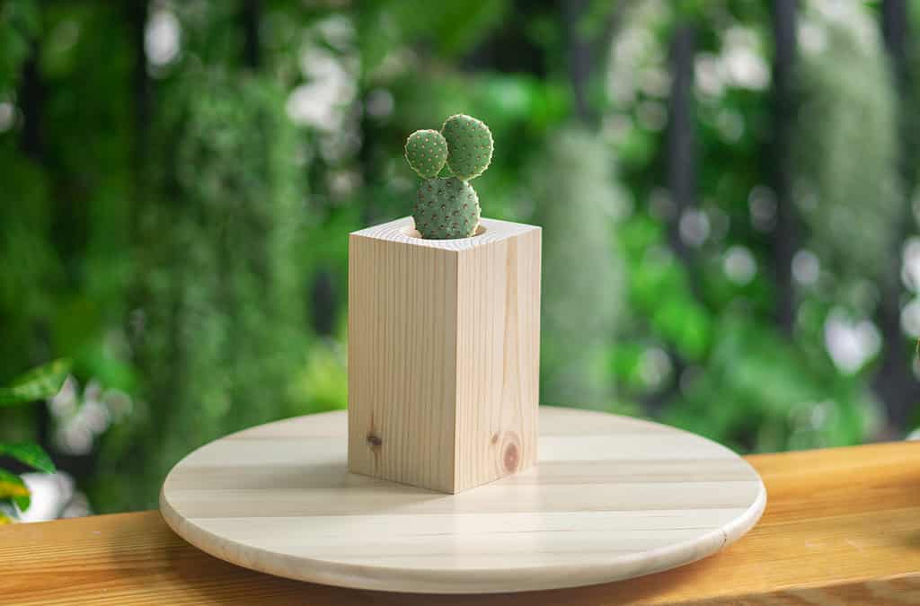 DIY cactus plant, tube shape pieces in wooden pot on green background, lies on wooden table.