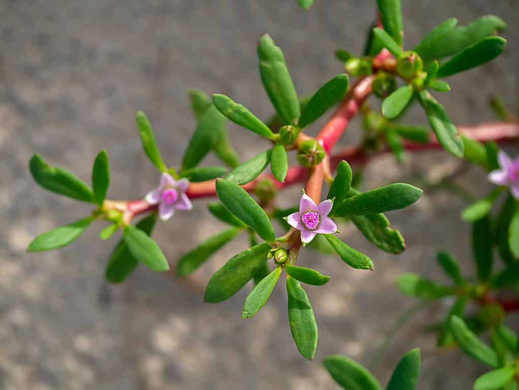The bright pink blooms of the sea purslane provide a beautiful contrast to the dark green, fleshy leaves.