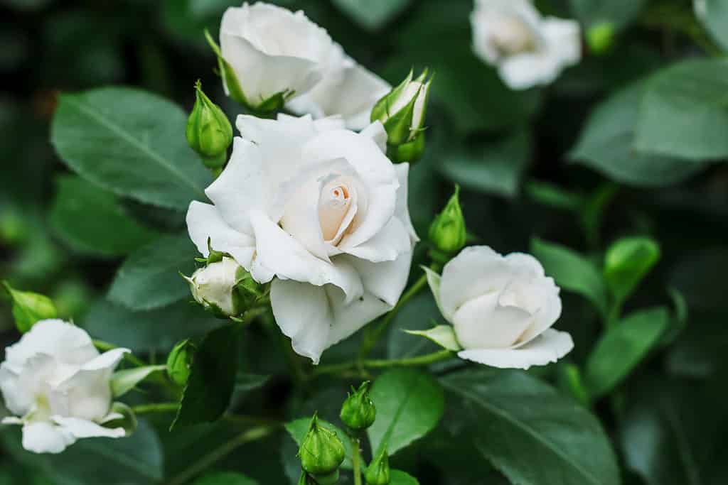 緑のつぼみを持つ白いバラでいっぱいの茂み