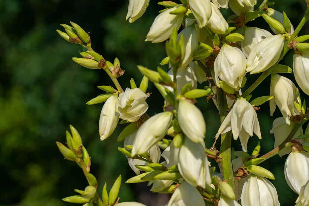 Soapweed Yucca (Yucca glauca) bell-shaped flowers