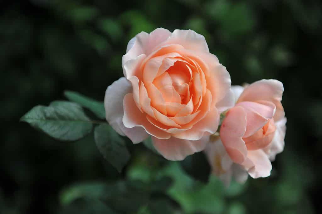 A closeup of the apricot-orange Ambridge rose growing in a garden