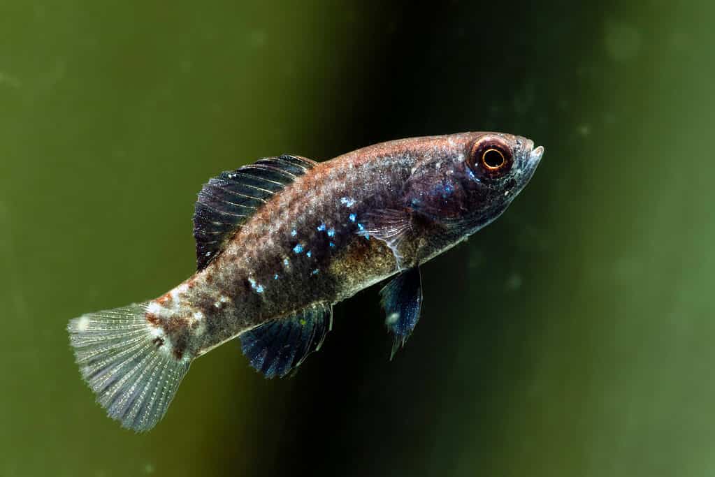 Everglades pygmy sunfish (Elassoma evergladei)