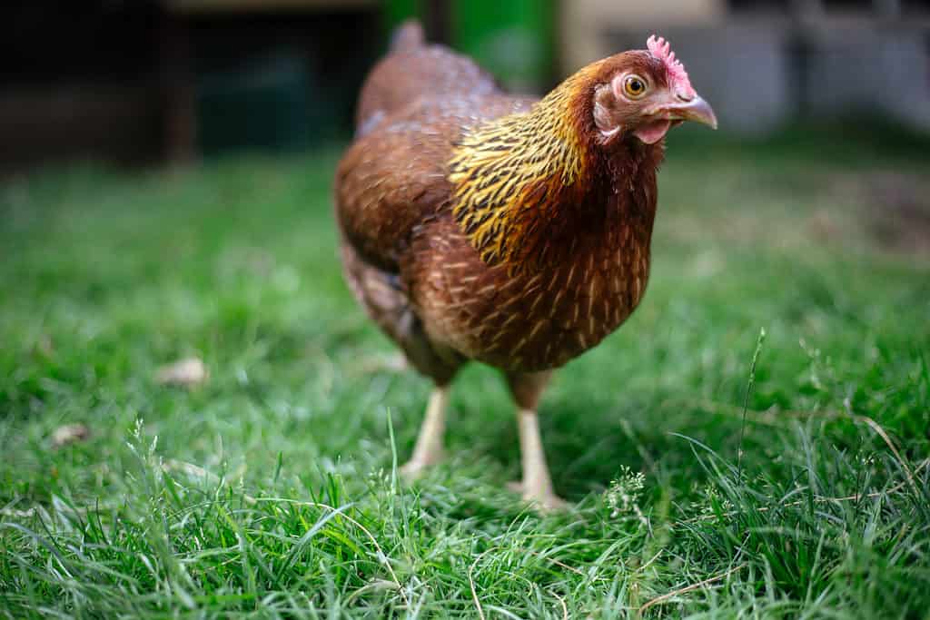 Yes, Chickens Can Swim! Discover 4 Facts About These Surprising Swimmers