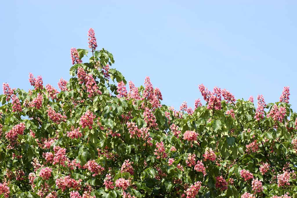 Red buckeye trees adapt well to growing in the shade. 