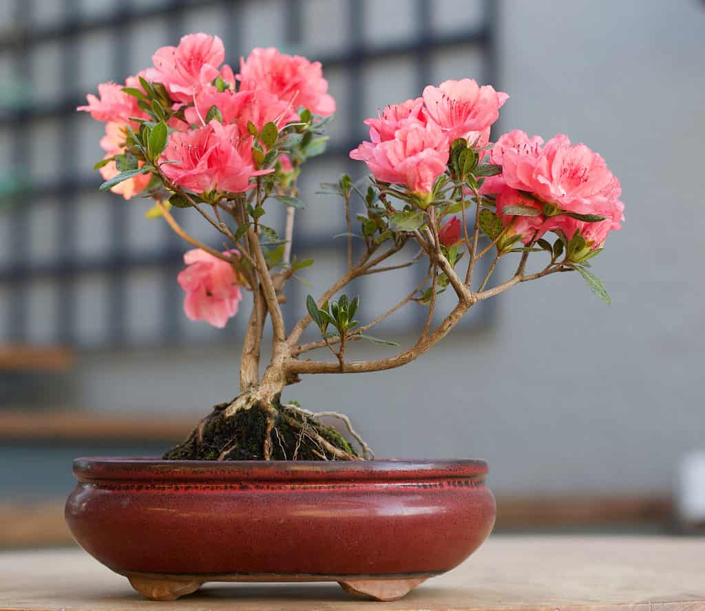 Small azalea in pot