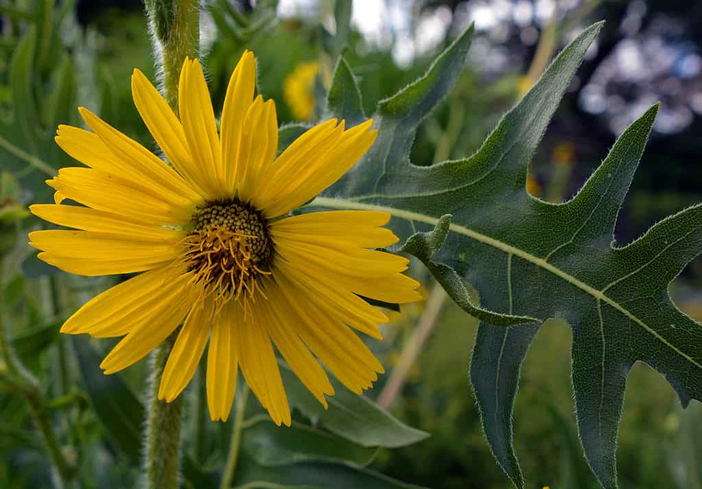 Compass plant (Silphium laciniatum)