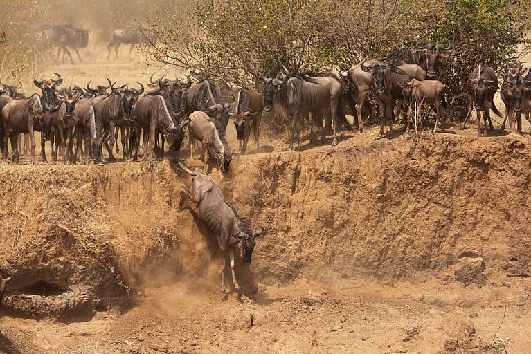 Wildebeest in the wild