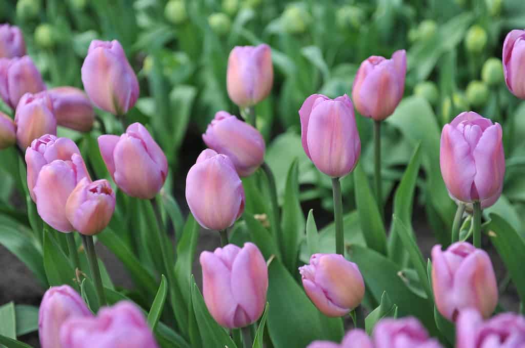 Dark pink Alibi tulips in a garden