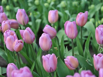 A Discover The National Flower of Hungary: The Tulip