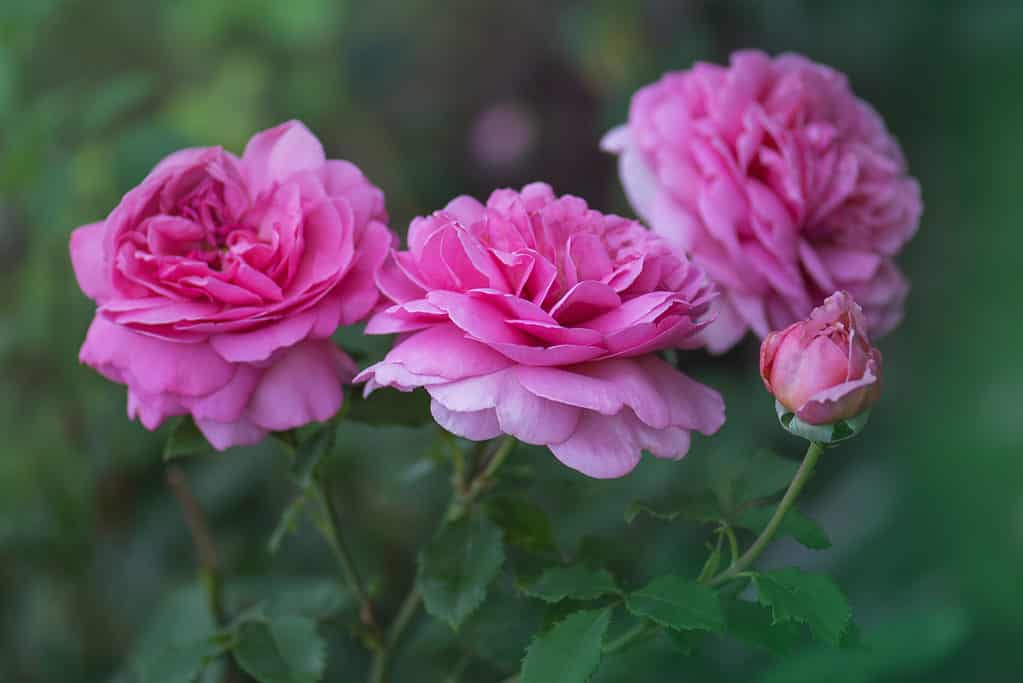 Trois fleurs de la rose fuchsia Princesse Alexandra de Kent poussant dans un jardin