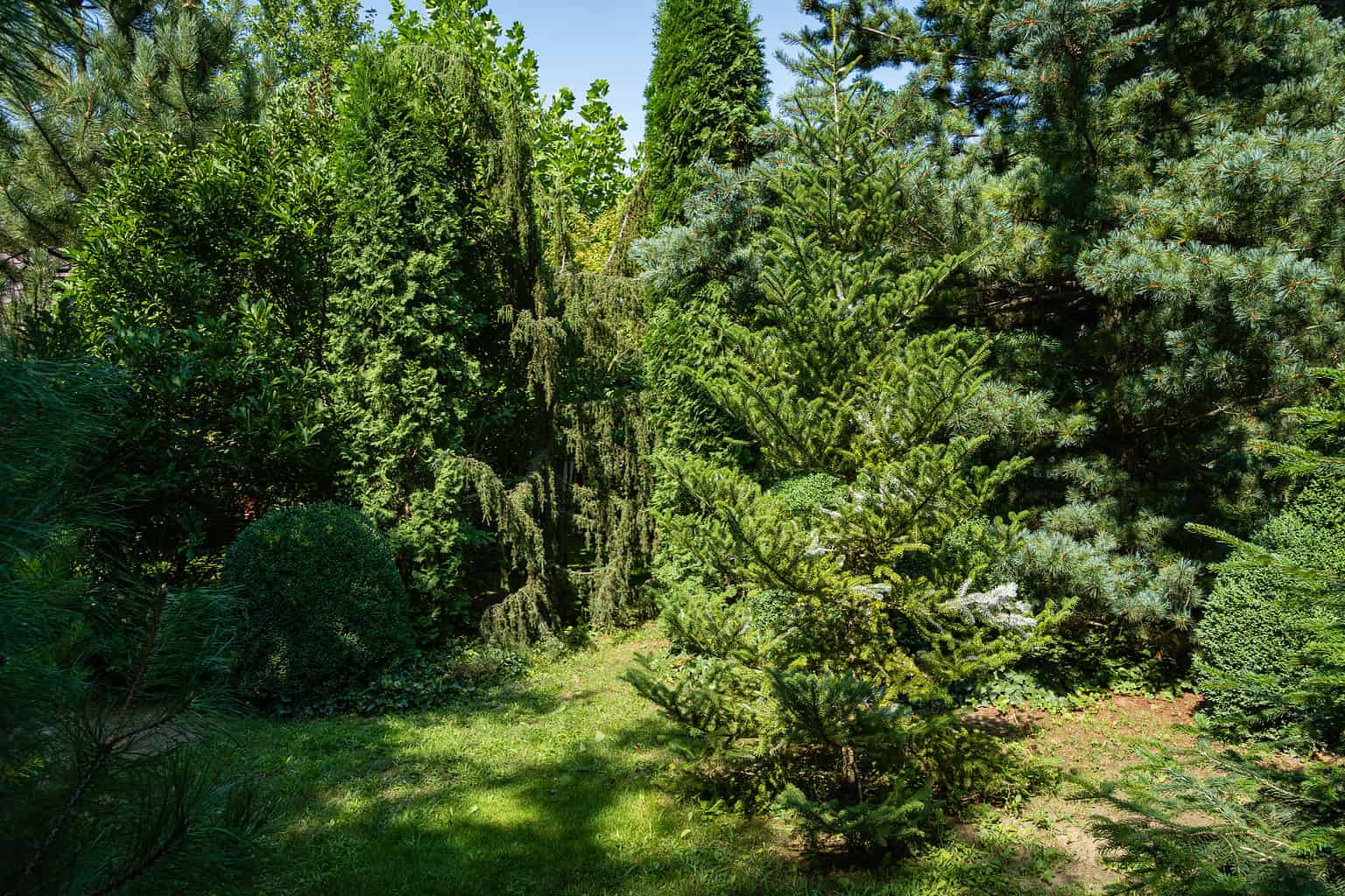 Sequoia vs. Cedar Tree: 12 Differences Between These Towering Giants ...