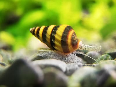 Assassin snail in aquarium