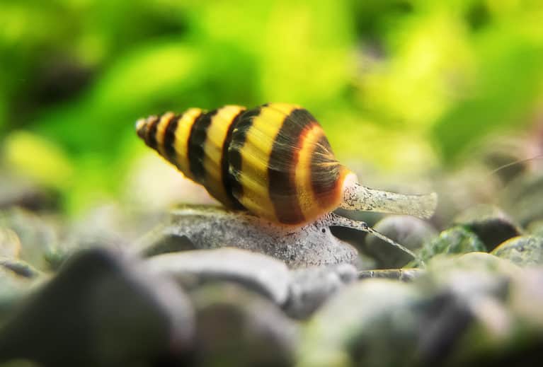 Assassin snail in aquarium