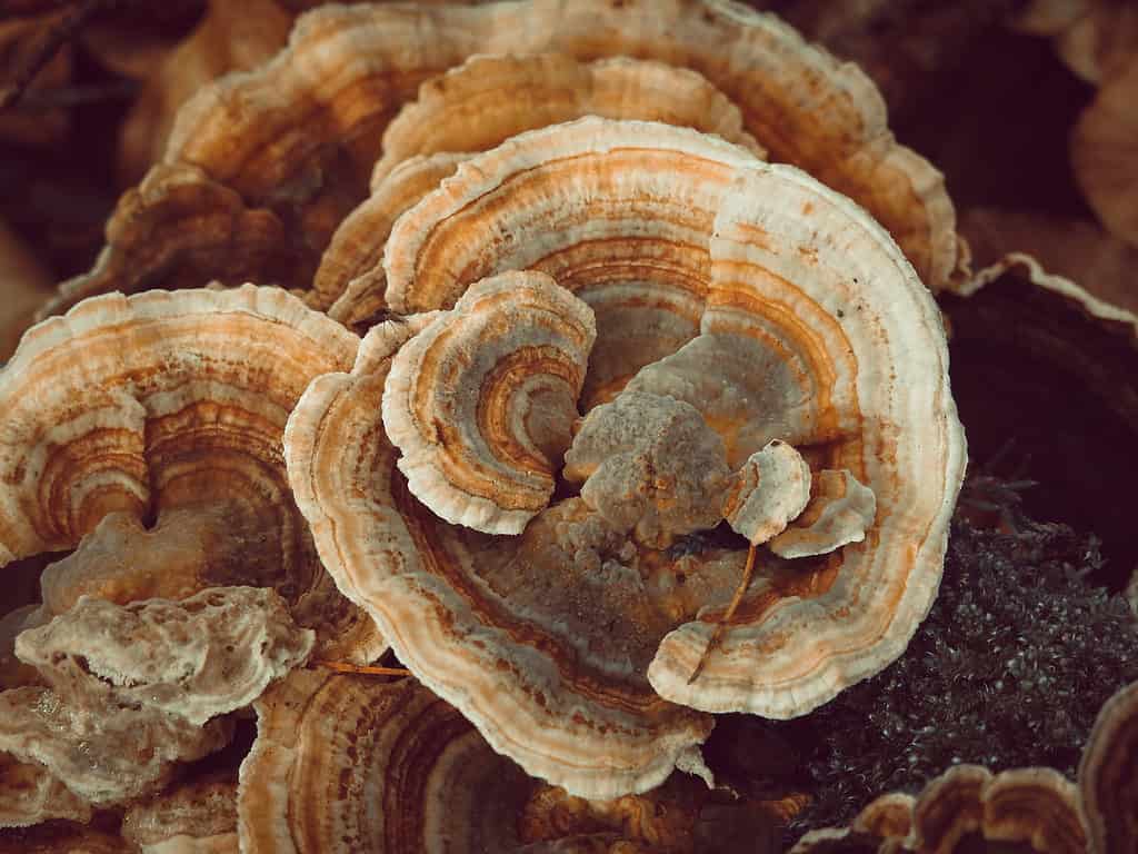 Turkey tail mushroom (Coriolus versicolor)