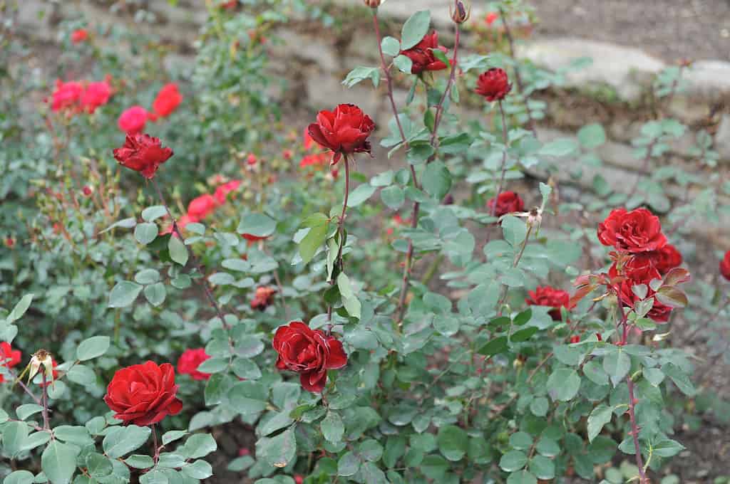 A bush of Black Ice roses growing in a garden