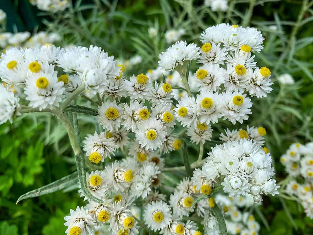 Pearly Everlasting