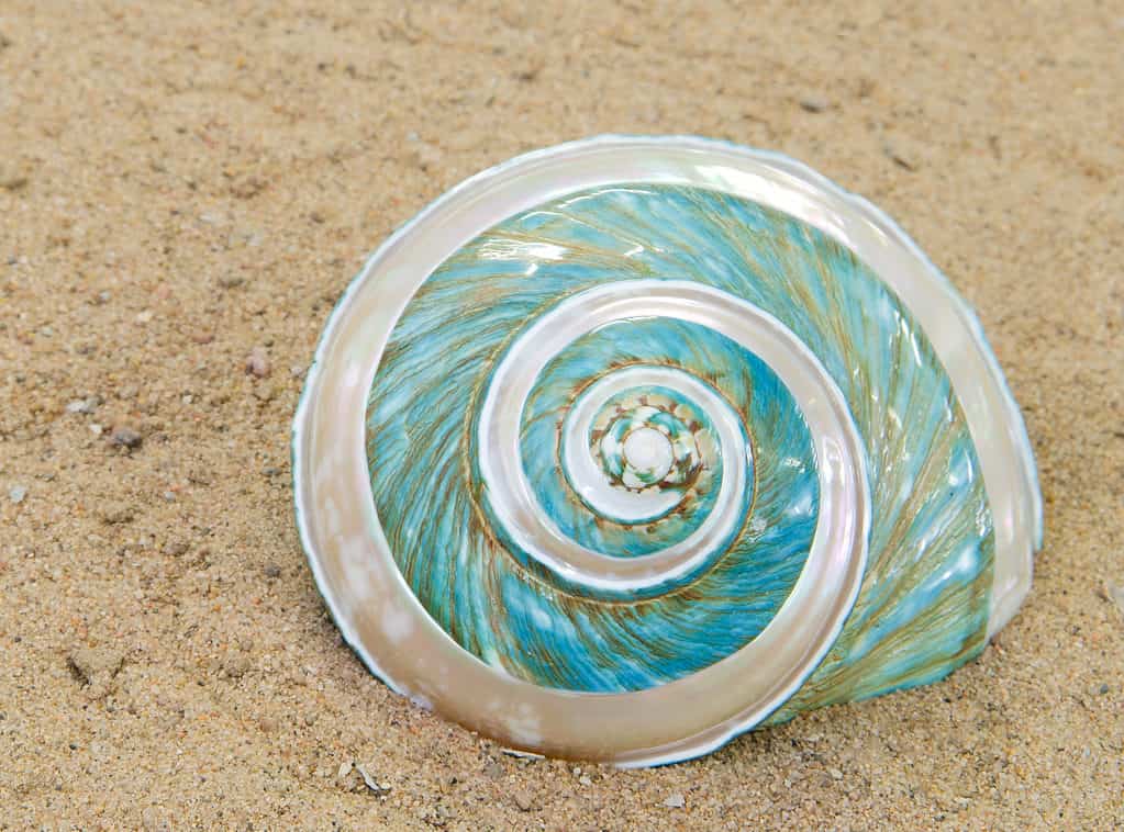 Are the world's most stunning shells too beautiful for their own