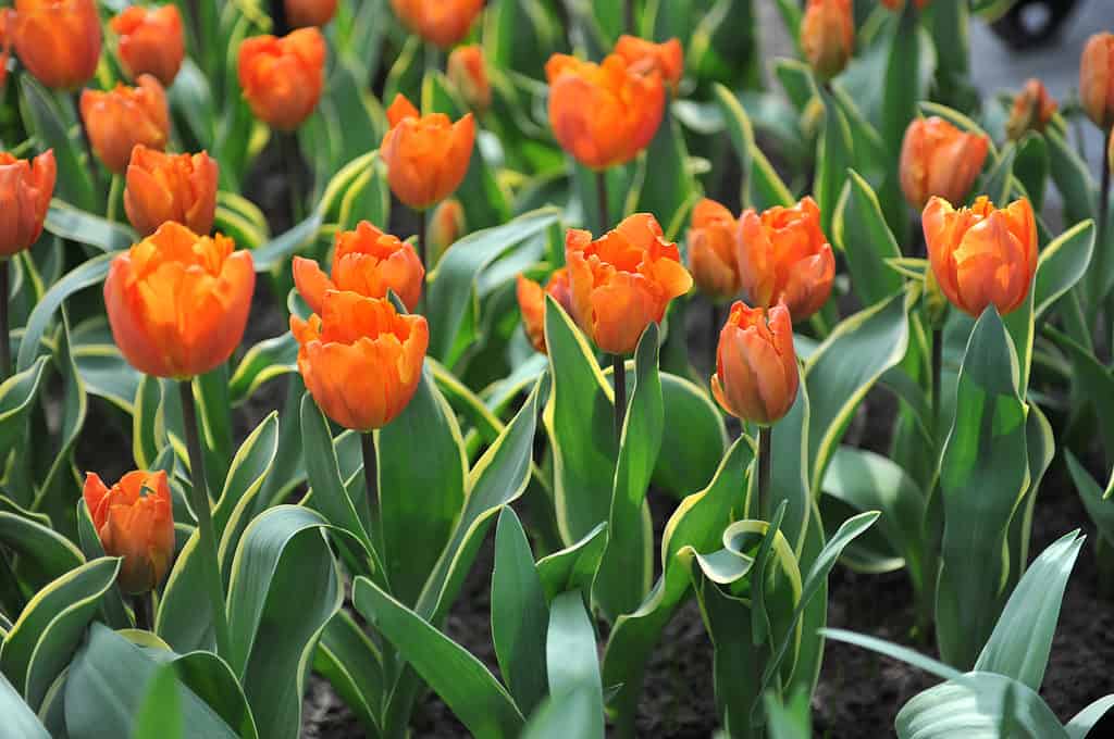 Variegated orange Annie Schilder tulips in a garden