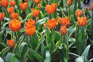 16 Types Of Orange Tulips to Brighten Your Garden Picture
