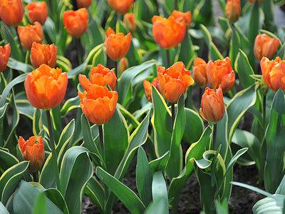 A 16 Types Of Orange Tulips to Brighten Your Garden