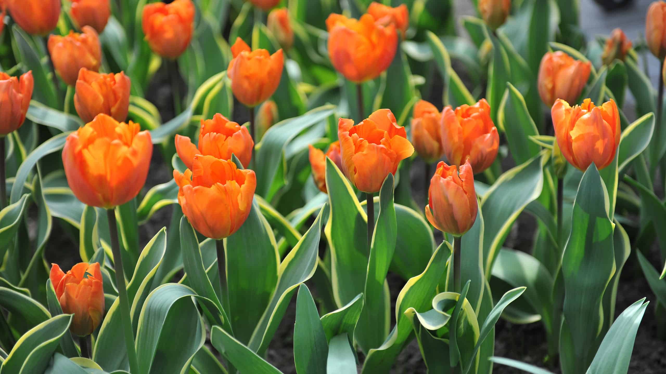 Variegated orange Annie Schilder tulips in a garden