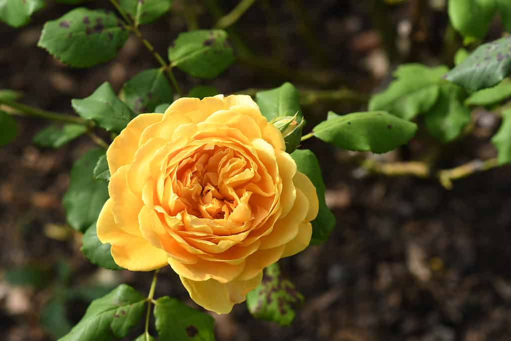 The yellow Golden Celebration rose growing in a garden