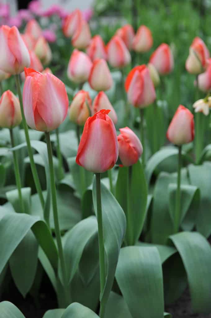 Pink-red 'Big Chief' Darwin hybrid tulips