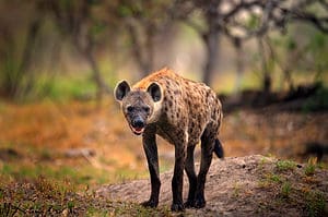 See an Unlucky Hyena Forgetting His Dog Pack Before Running Into a Lion Pride Picture