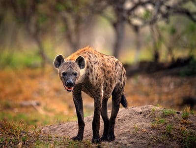 A This Leopard Gives a Hyena the Cold Shoulder When It Tries to Provoke a Fight