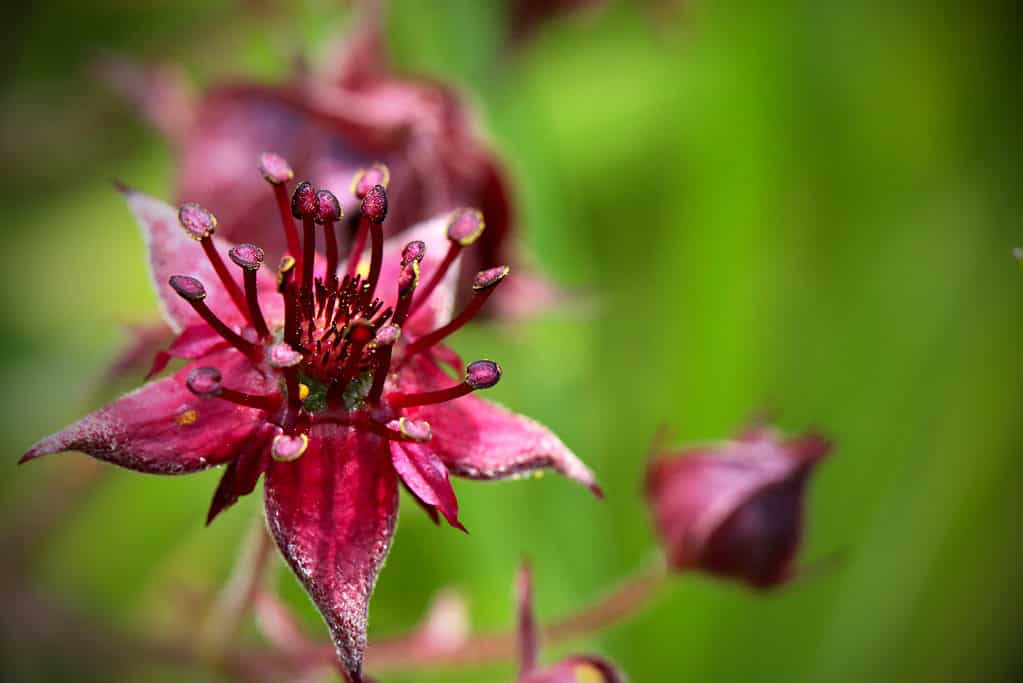 Closeup detail of blooming marsh cinquefoil