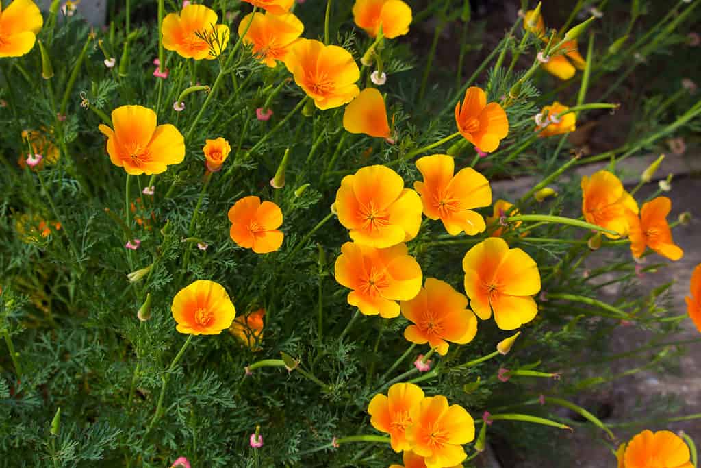 flowers to plant in february