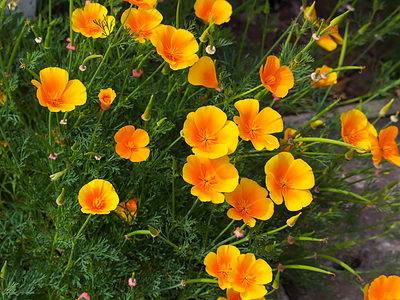 A Discover the Official State Flower of California (When It Blooms and Where to See It!)
