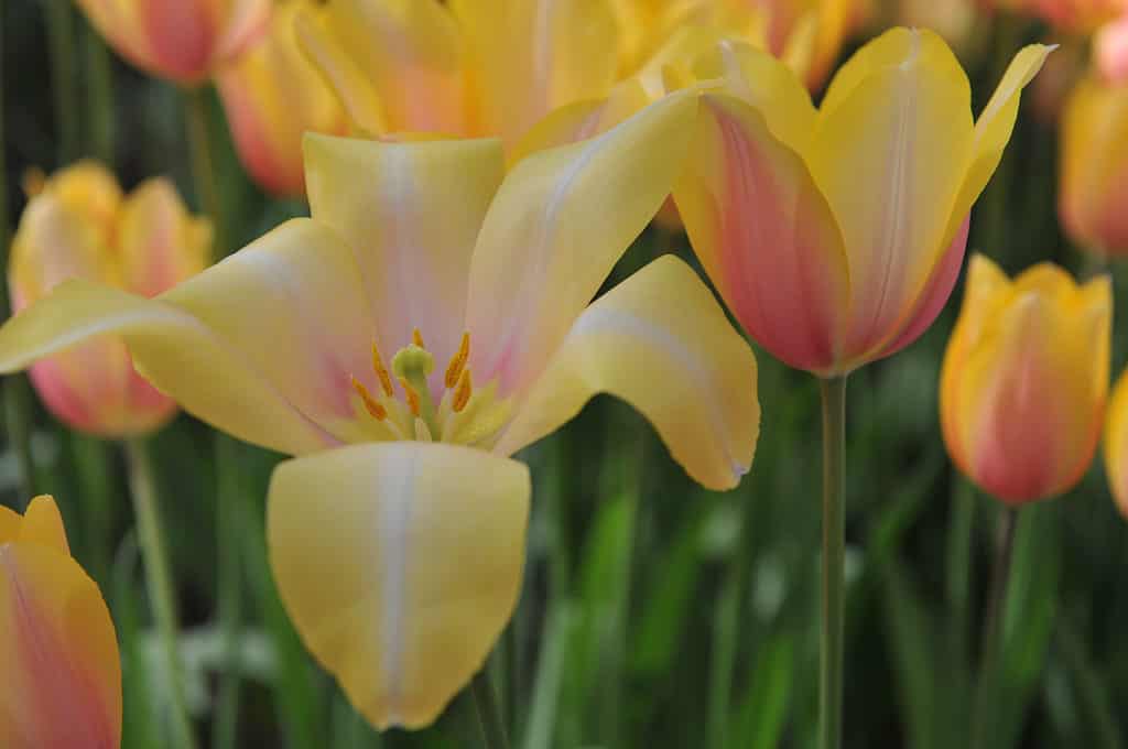 Pinkish yellow Blushing Lady Single Late Tulips bloom in a garden