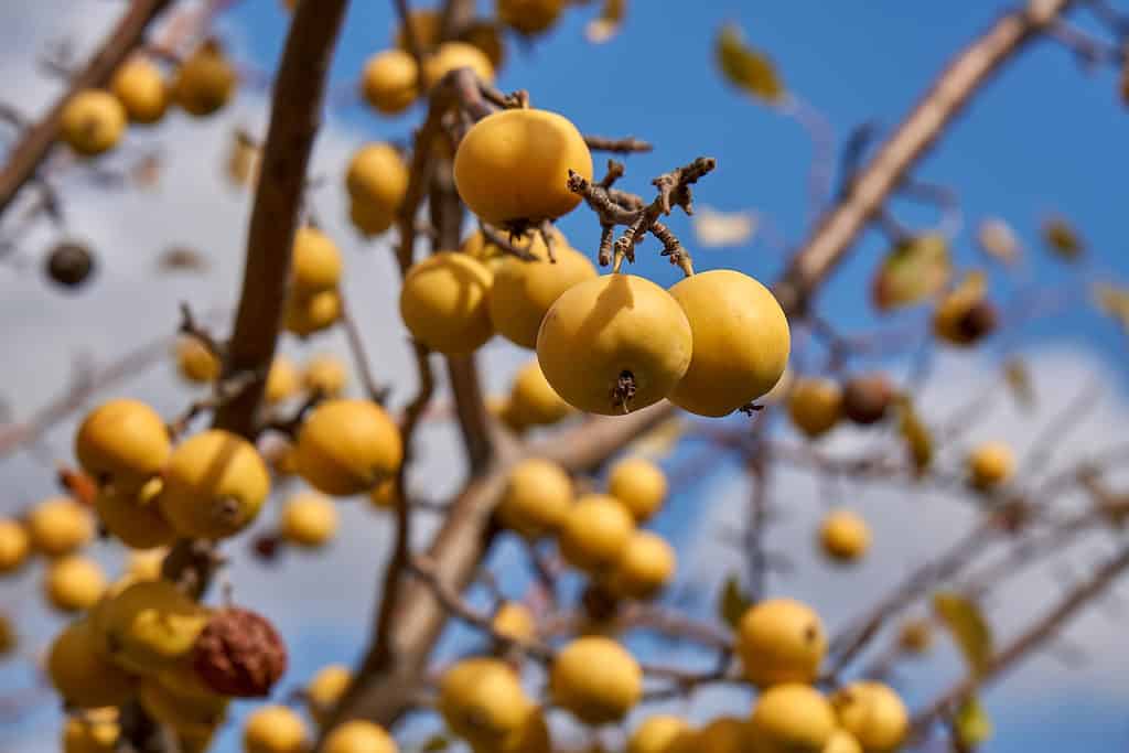 yellow crabapple fruit on tree