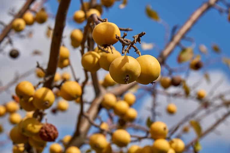 yellow crabapple fruit on tree