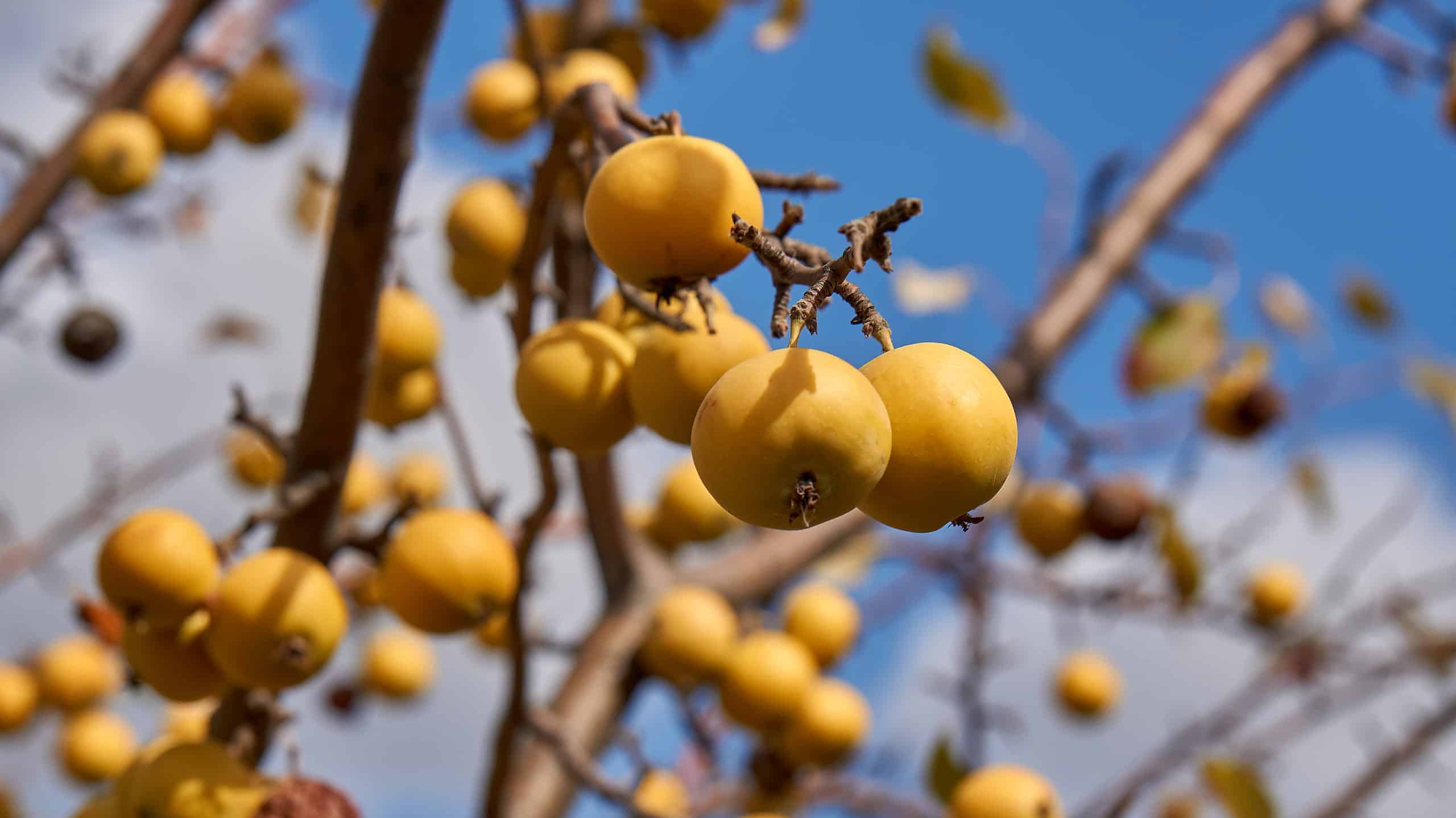 yellow crabapple fruit on tree