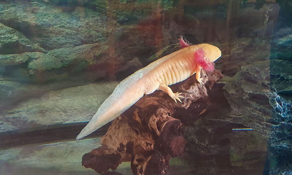 golden albino axolotl 