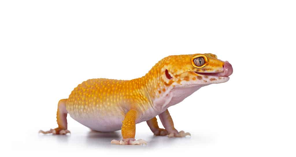 Tangerine leopard