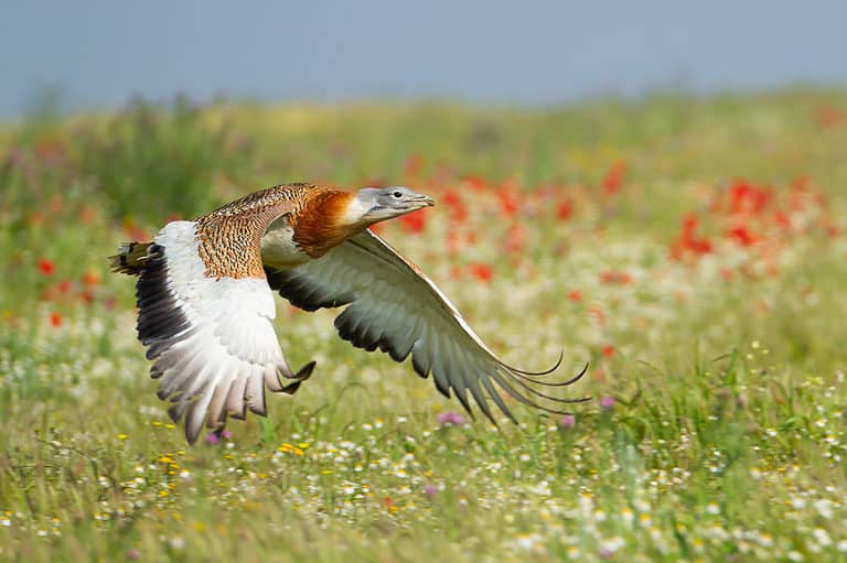 great bustard