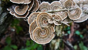 Turkey Tail Mushrooms: A Complete Guide Picture