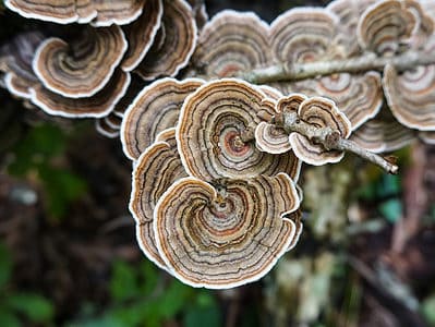 A Turkey Tail Mushrooms: A Complete Guide