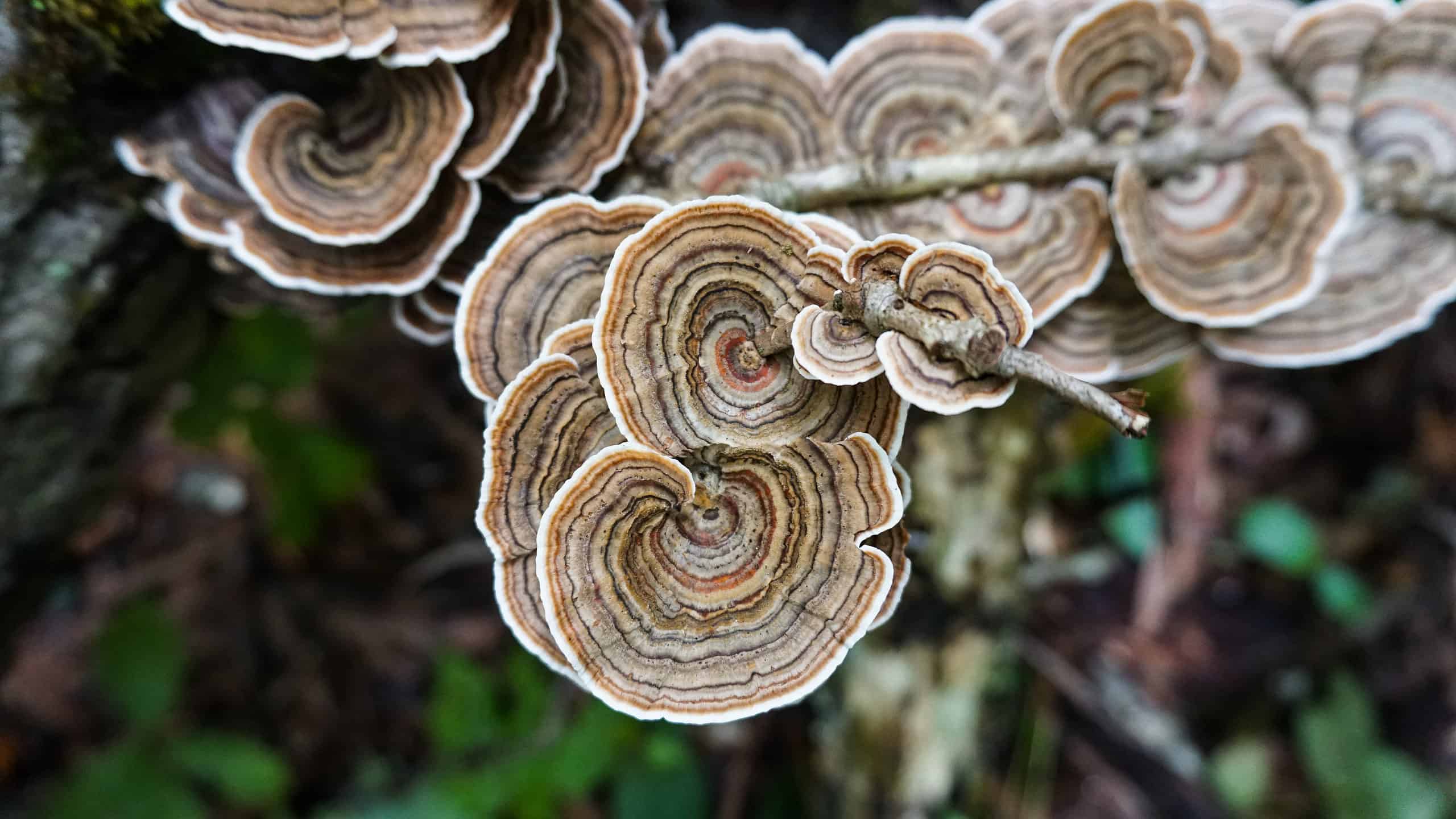 Turkey tail fungus growing in the wild
