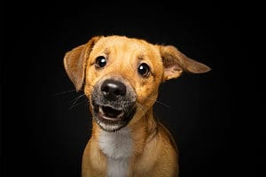 Jackshund baring its teeth