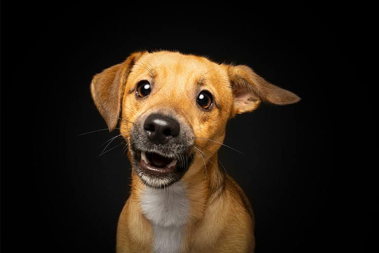 Dachshund Mix