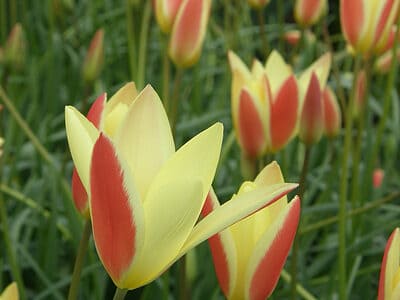 A Proven Strategies to Grow Tulips In Arkansas
