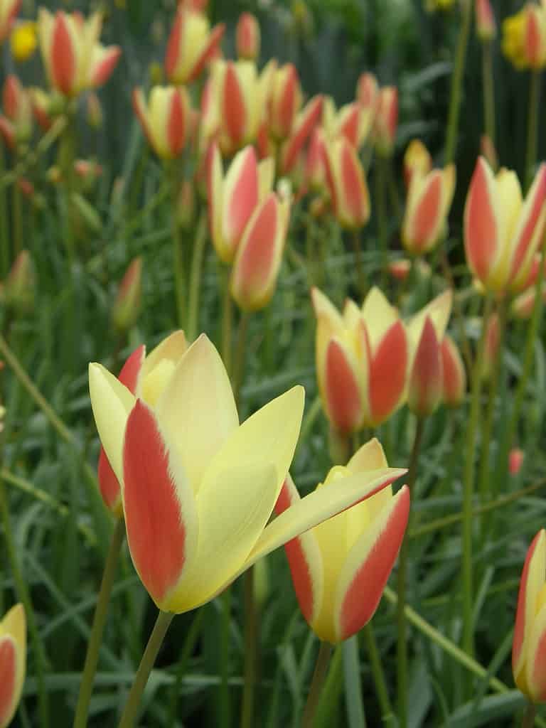 Yellow and red lady tulips in a garden