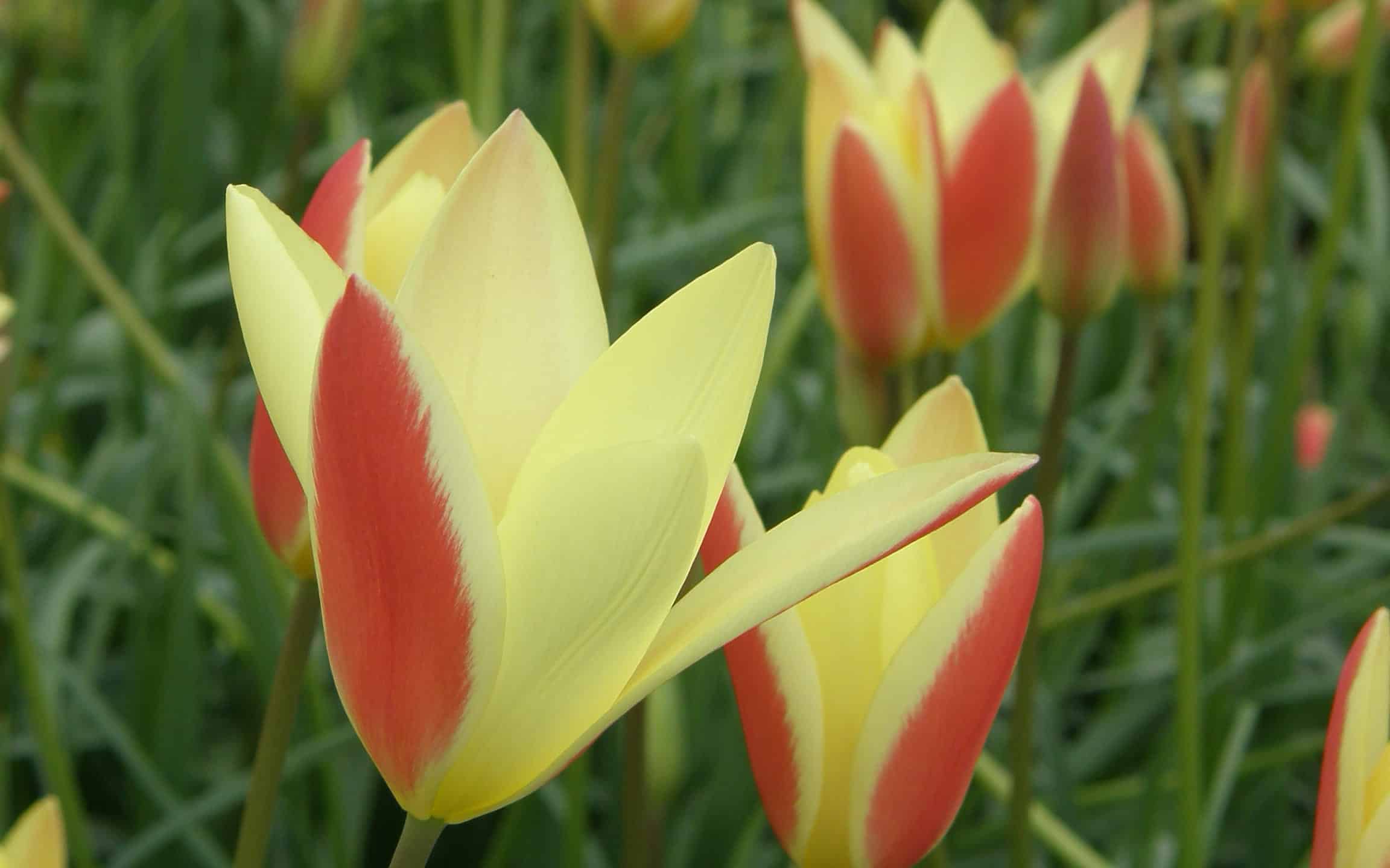 Yellow and red lady tulips in a garden