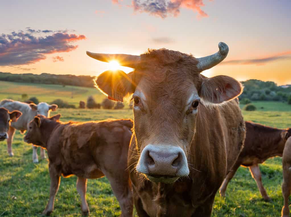 Cow looking directly at camera