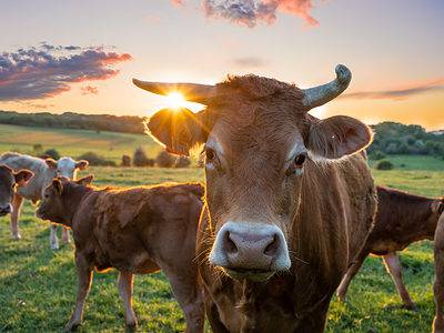 A Cow Quiz – Get To Know Our Bovine Friends